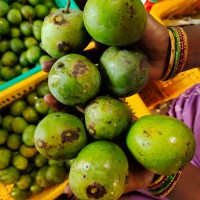 Nattumanga Mango (from Kerala) (3 - 5 days to ripen)